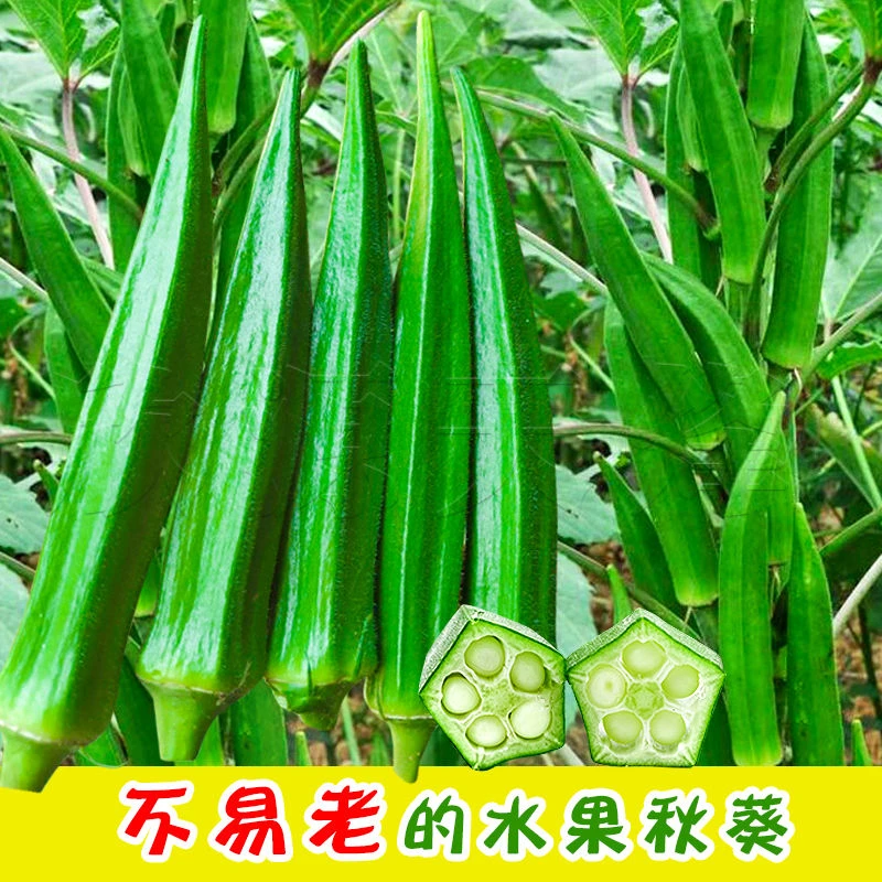 四季秋葵种子黄秋葵可以生吃而且好种的四季水果秋葵黄专用