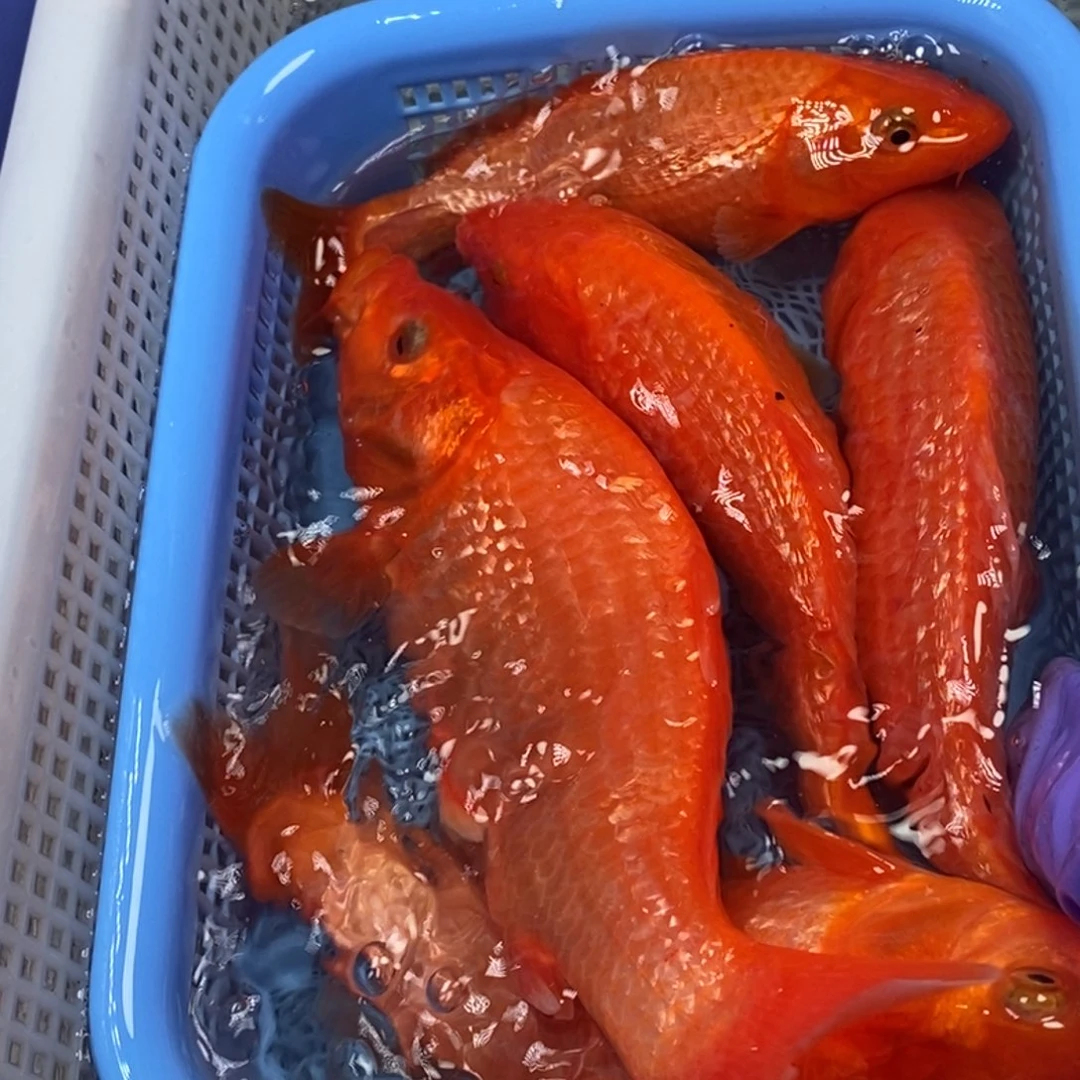 锦鲤冷水锦鲤包邮