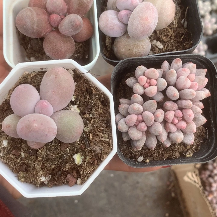 米克。桃花群。芭比。糖果。包邮