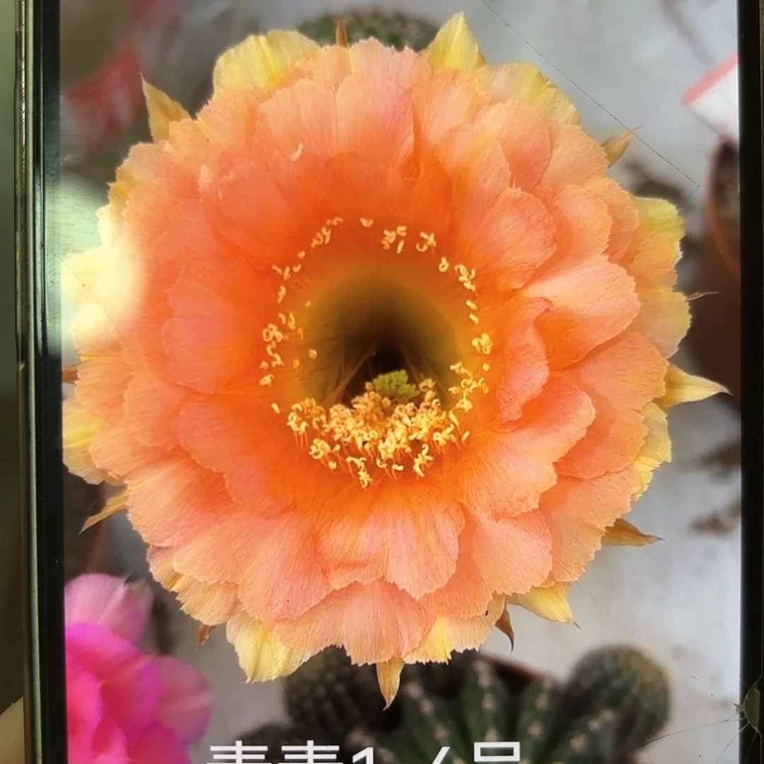 彩草1-6号6.5公分左右