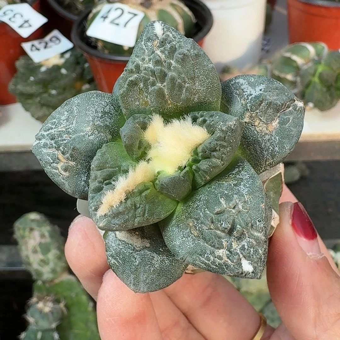 全部花朵大尤怒涛361