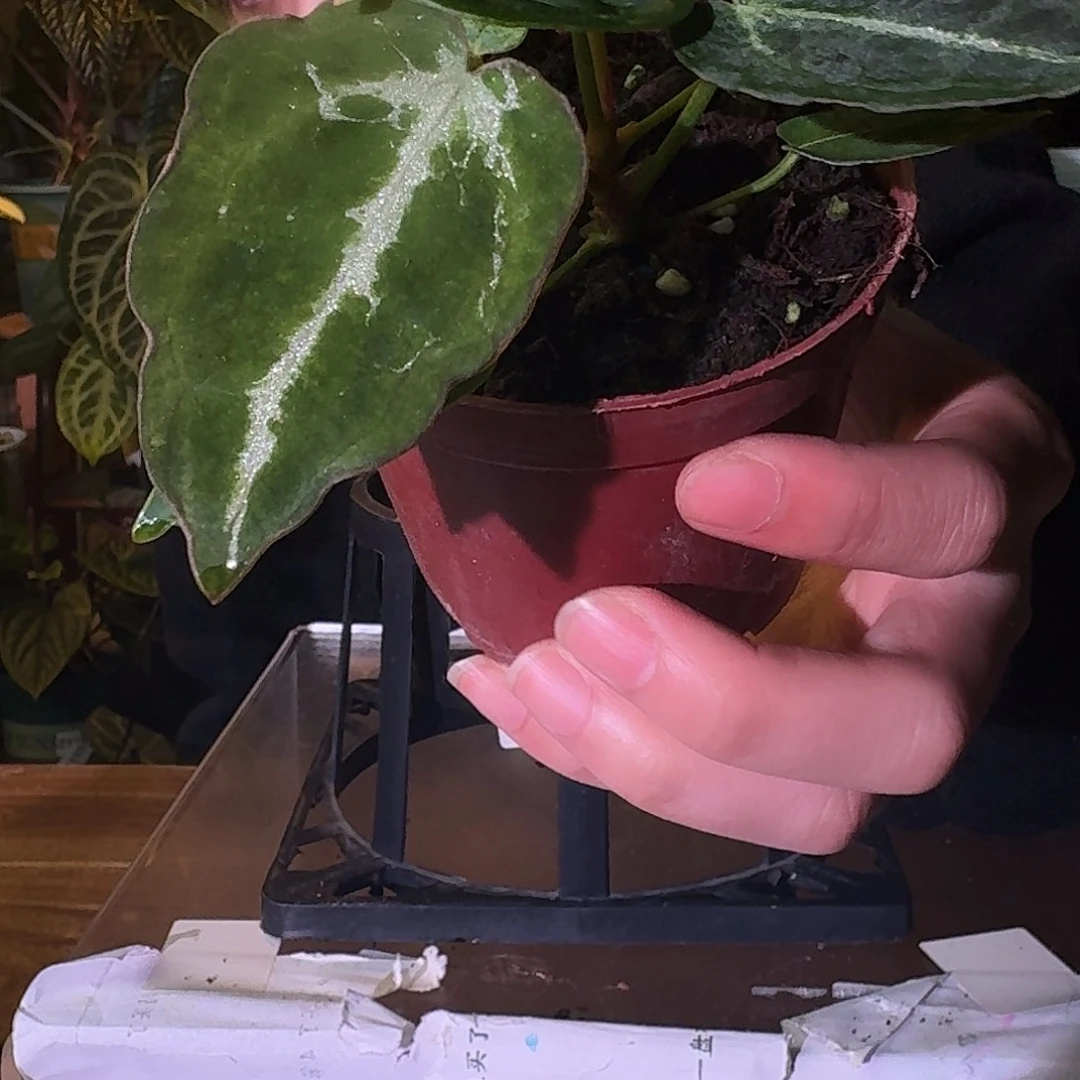不开花植物B195个体水晶