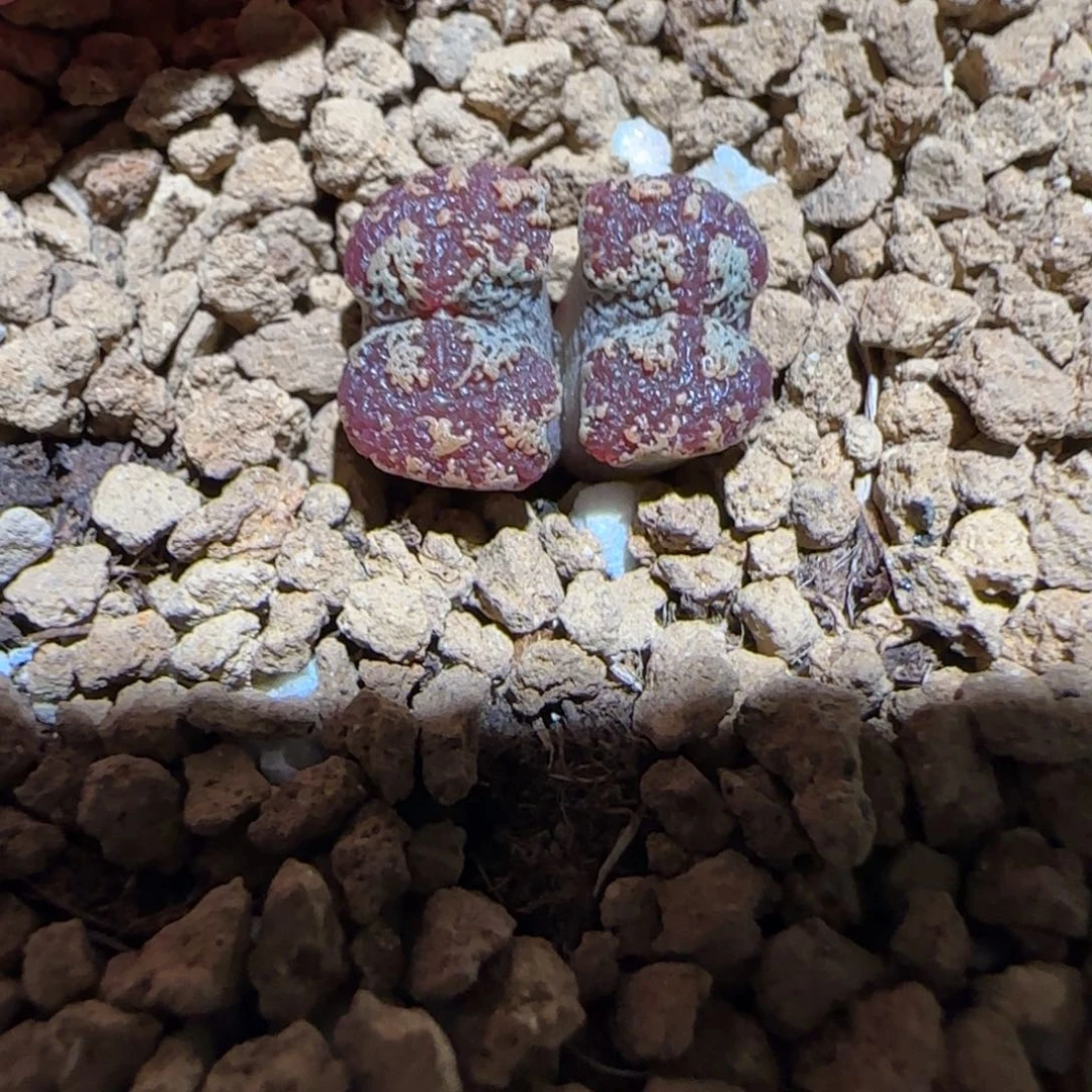 肉锥多肉植物组合-mro15、646