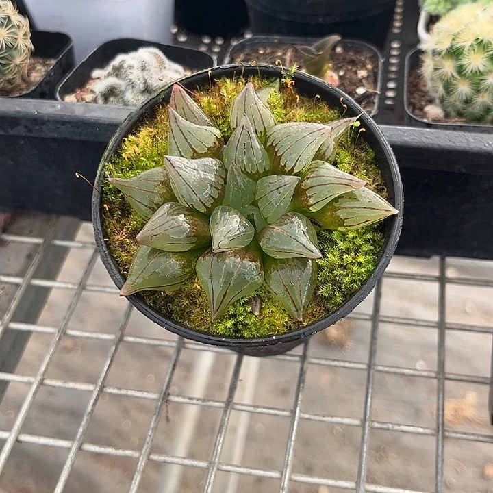 我也不知道我为什么要这样