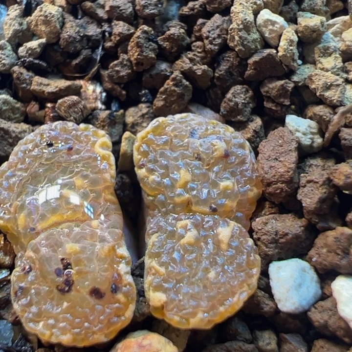 采****63多肉植物百科植物