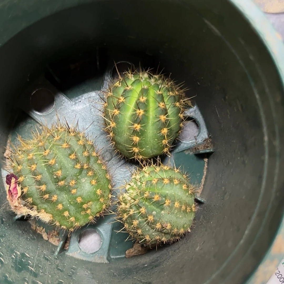 红舞裙丽花小小侧牙20包邮29