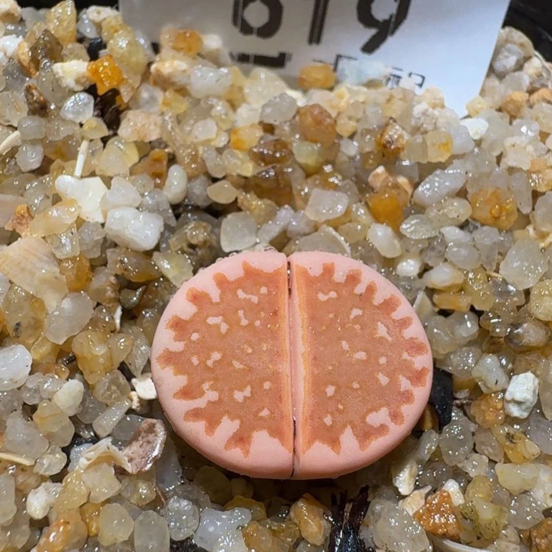 zzzz生石花肉锥619锦