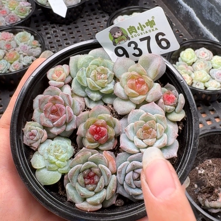 多肉植物多肉植物