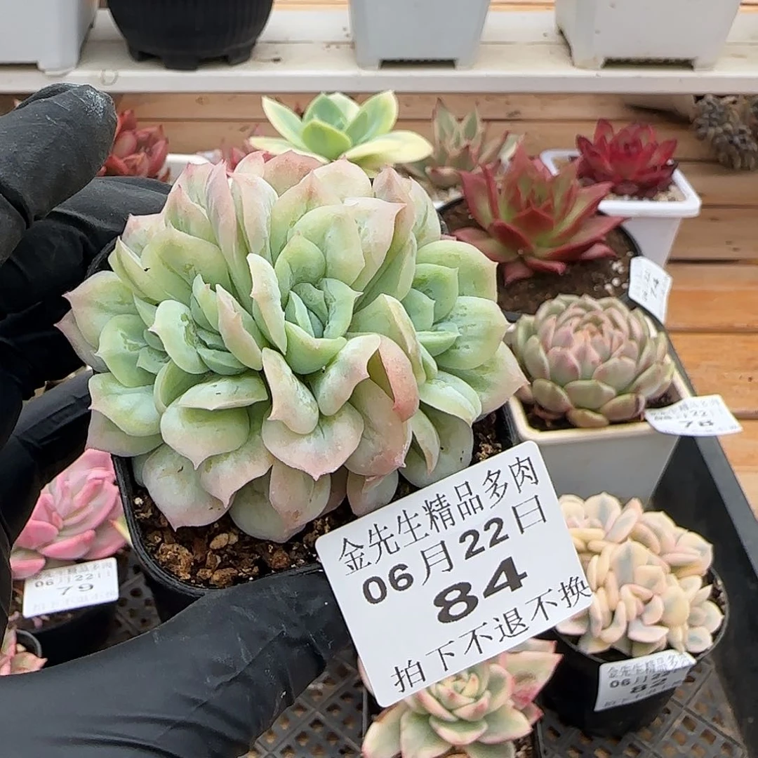 0622-84泡泡纱群