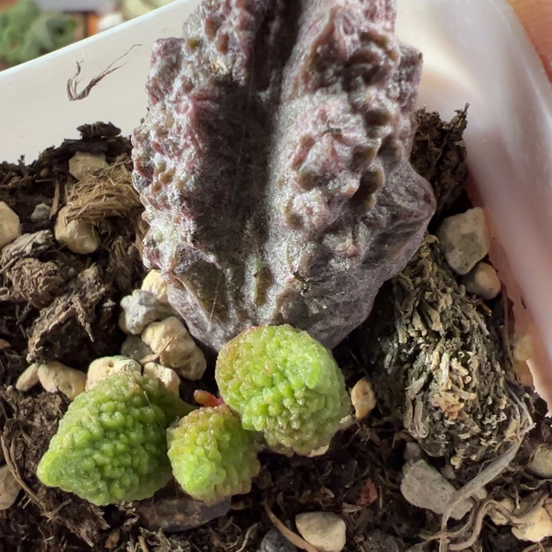 岩石纹新品多肉植物水泡