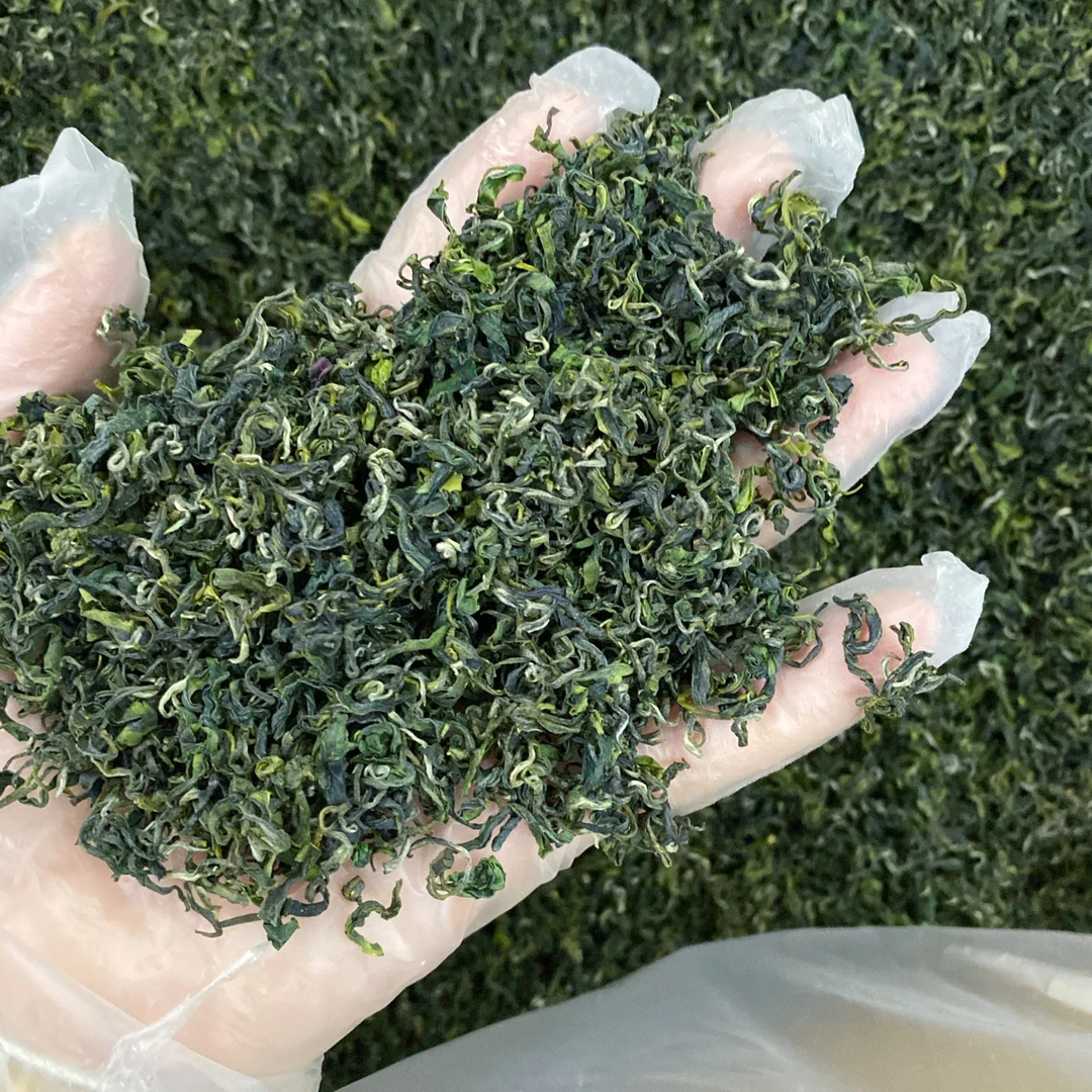 「新茶一芽一叶」日照绿茶新茶秋香寒露一芽一香浓耐泡不满意包退