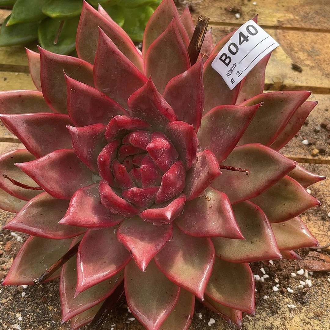 若如东云单拍B040