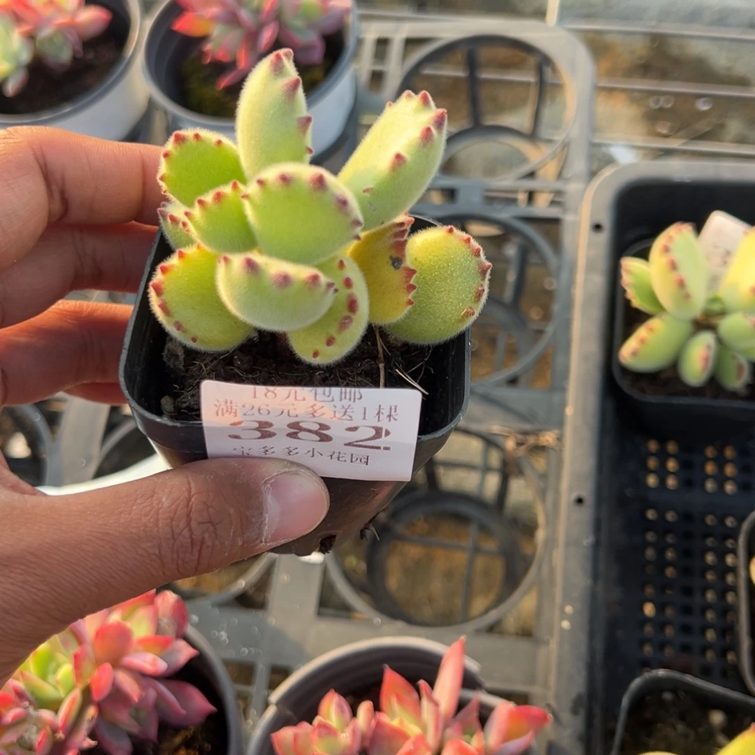 f***卷382号熊童子一物一拍满18包邮