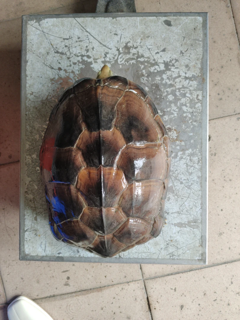 十年石金钱龟5只共10斤。