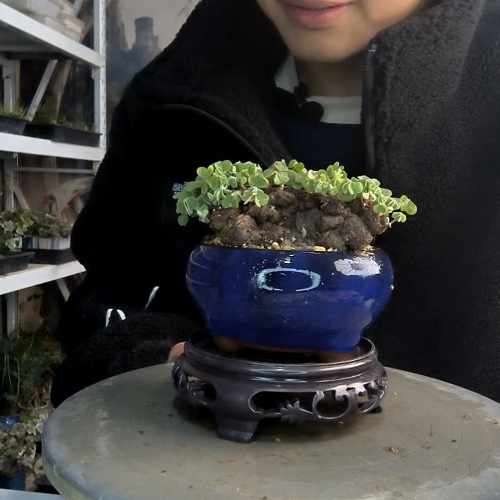 江*小盆景小植物一物一拍209