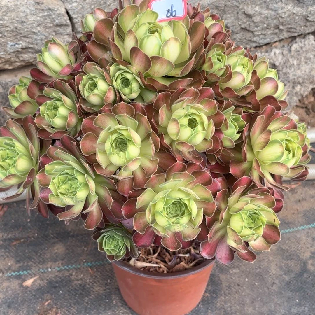 无花朵86少华多肉植物绿植