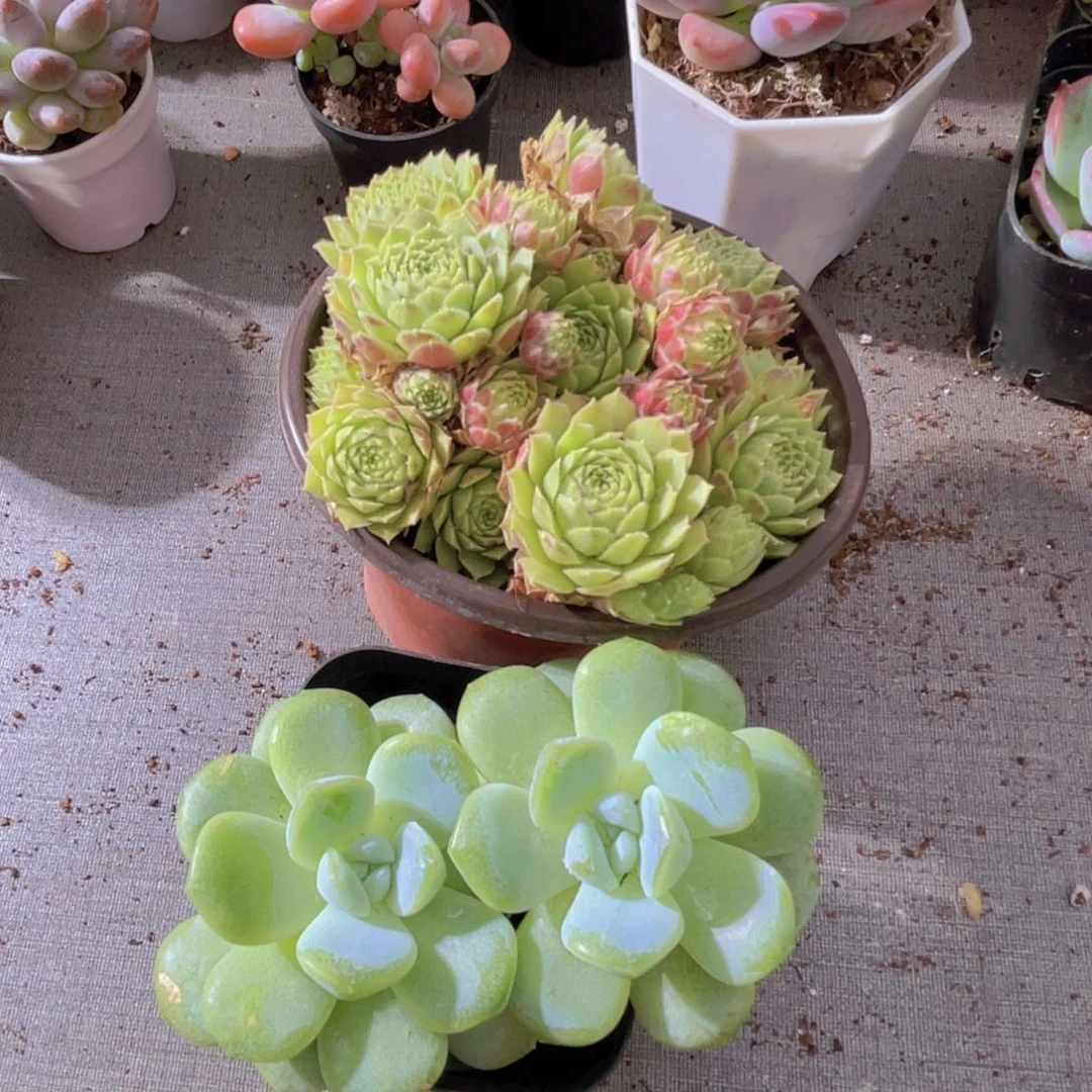 瑶**！爱德华两盆。  冰玉