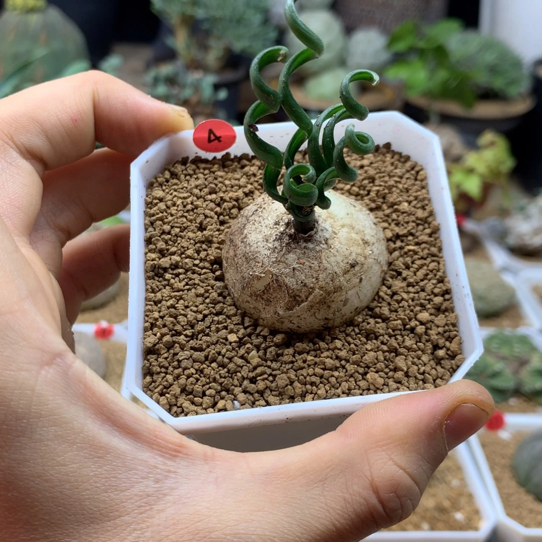 钢丝弹簧草多肉带盆4