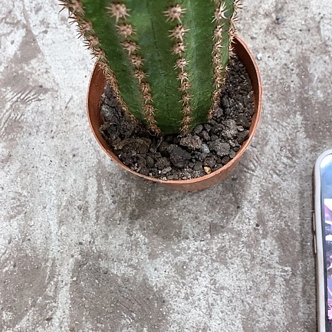 北极星毛花，10公分左右