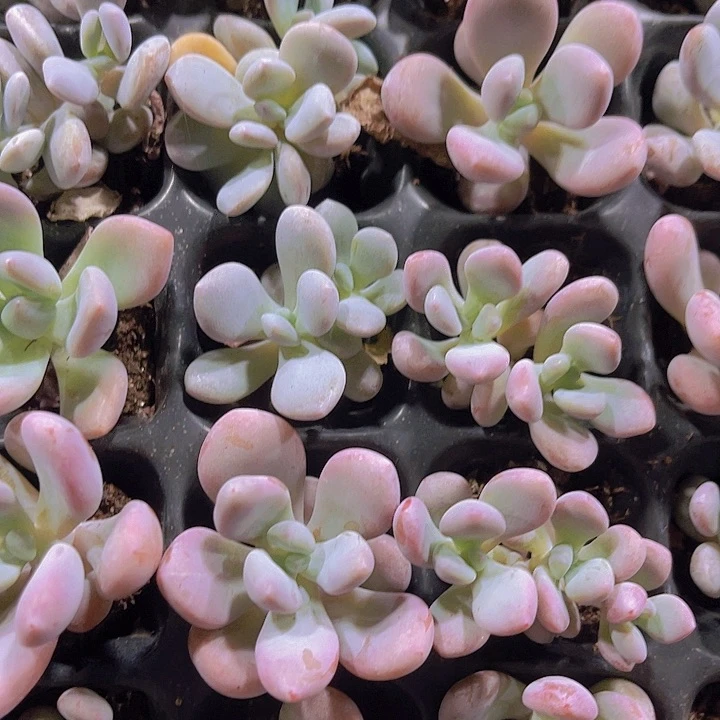 精品粉兔多肉植物