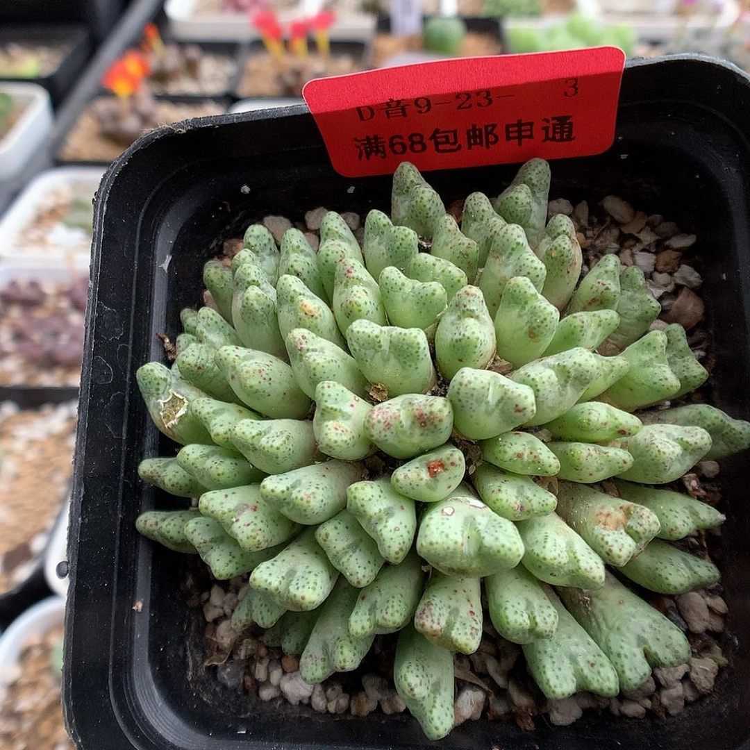 9-23-3 粉花小t一群