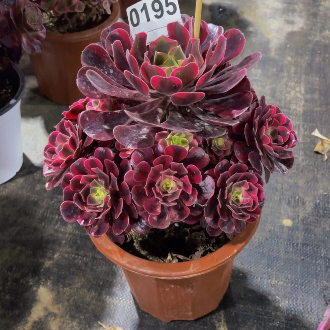 无花朵美杜莎0195福利