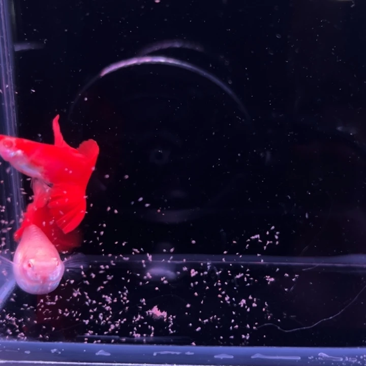 孔雀鱼血红红玫瑰1对