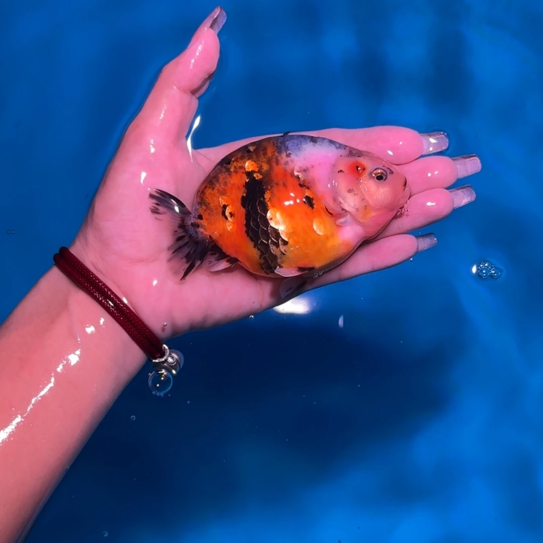 海水亚成兰寿兰寿