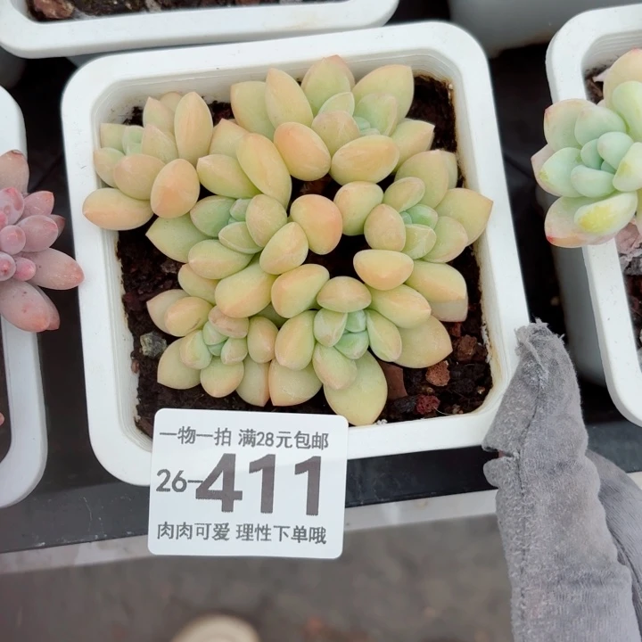 泡泡糖多肉无盆土发货无盆