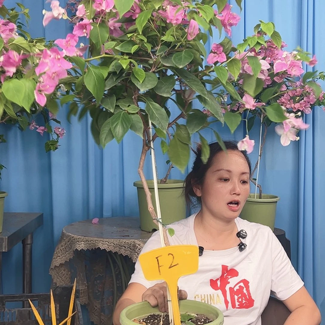 梦****大部分开放少量花苞F2广红樱