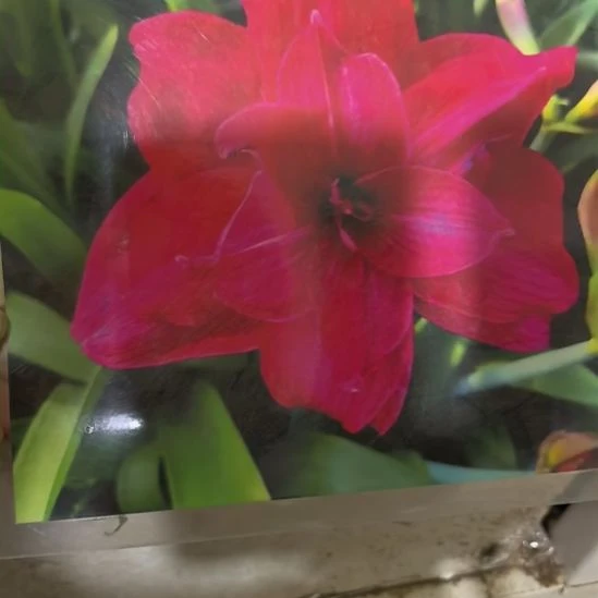 当前无花栽培后可以开花沂蒙4厘米裸根球