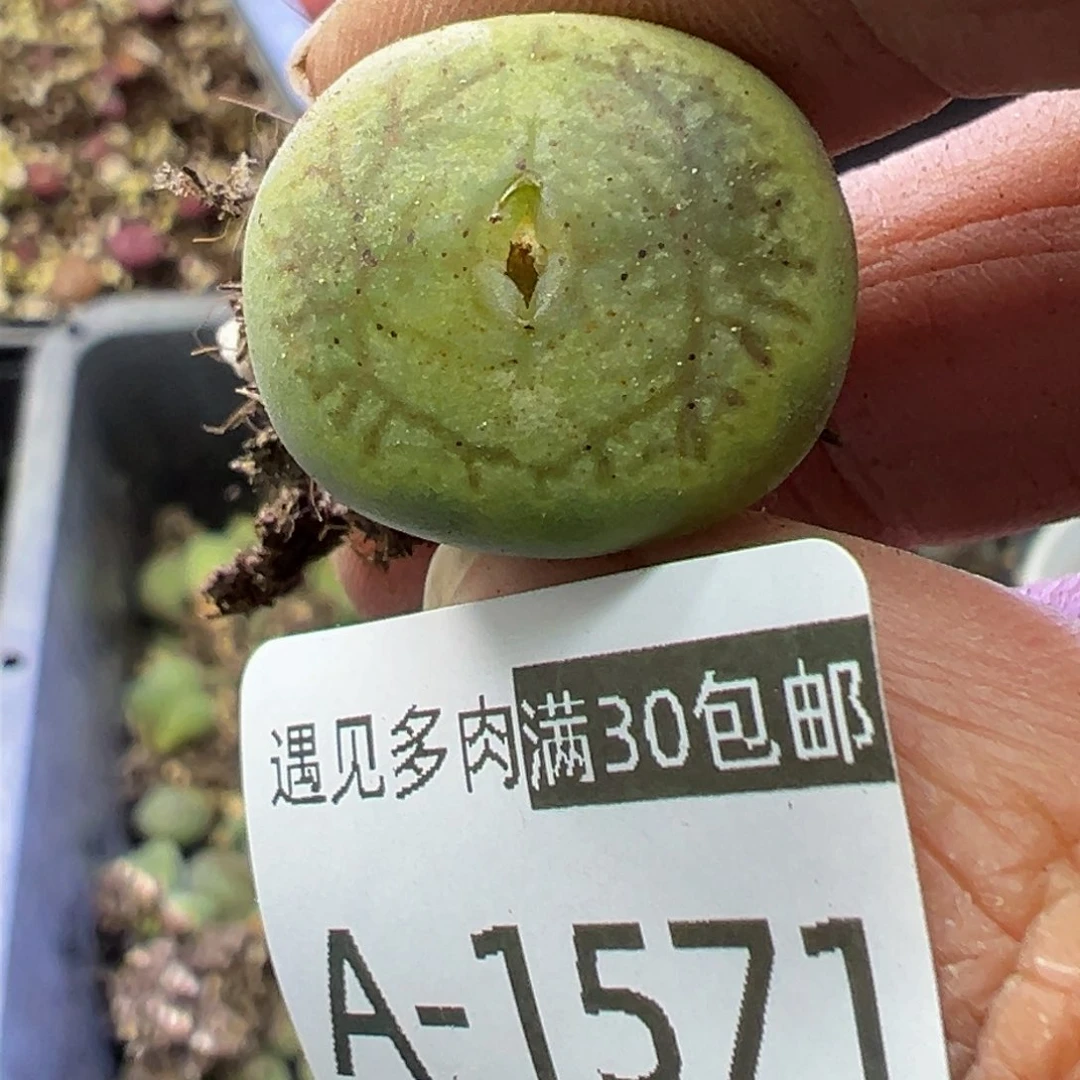 多肉植物1111111111111111