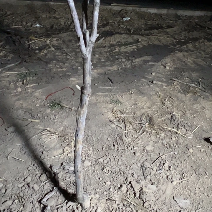 全***)完全开放芳纪大颗