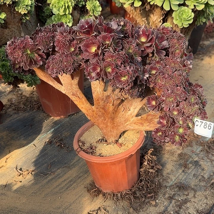 786欧紫朵朵一颗呀呀