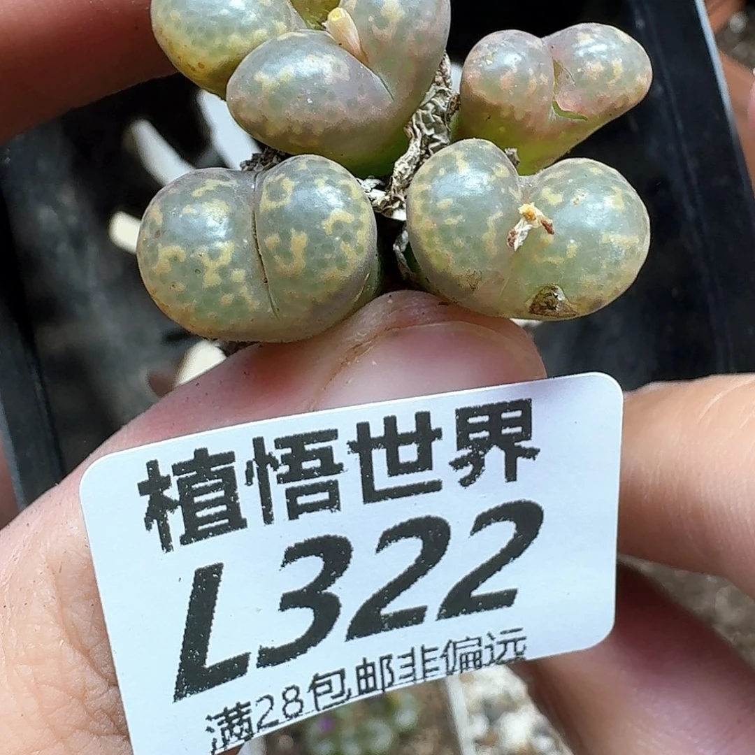 多肉植物的润泽vjk