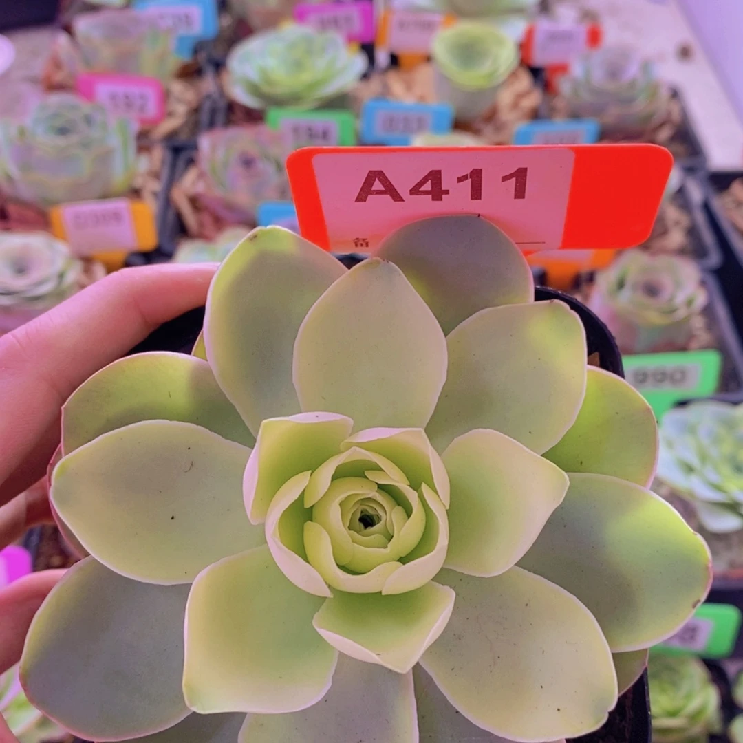 山地玫瑰一物一拍411