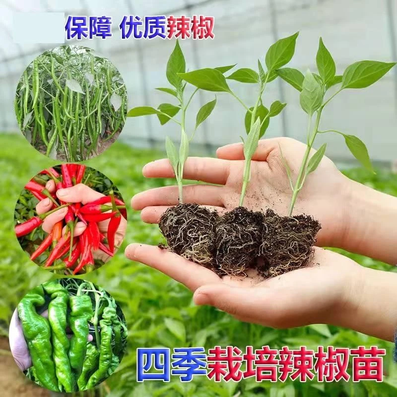 辣椒种苗朝天椒小米椒薄皮椒长线椒灯笼椒甜椒五彩椒螺丝椒秧苗