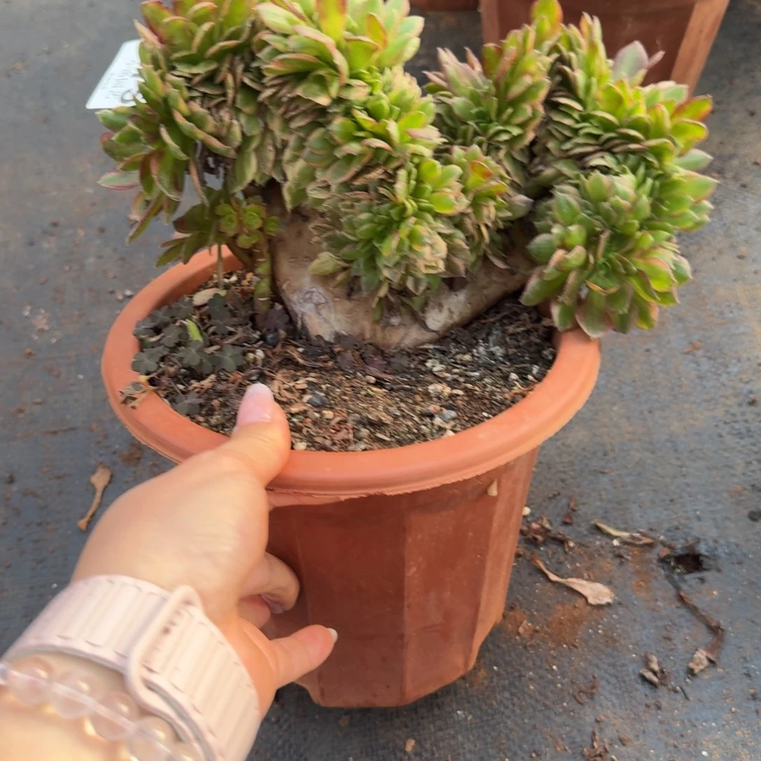 675万圣节缀花多肉植物