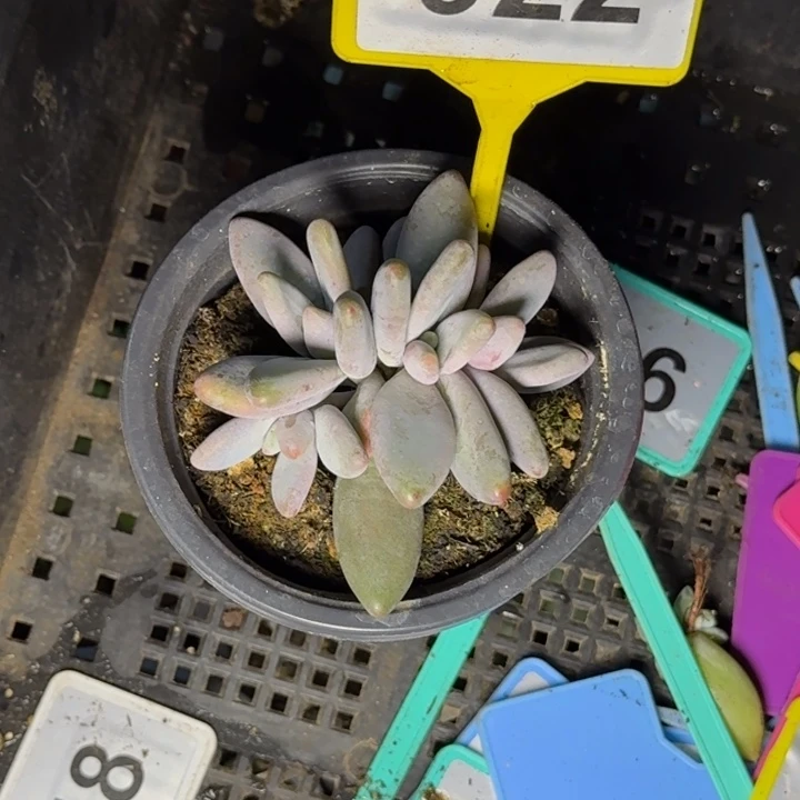 多肉植物企鹅群922