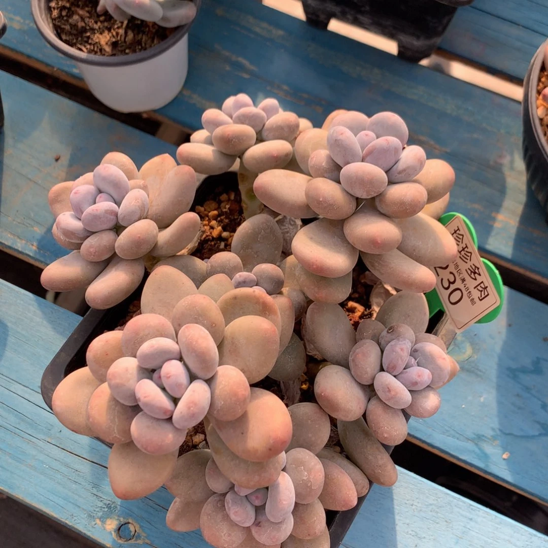 蛋黄奶矮桩无砍230