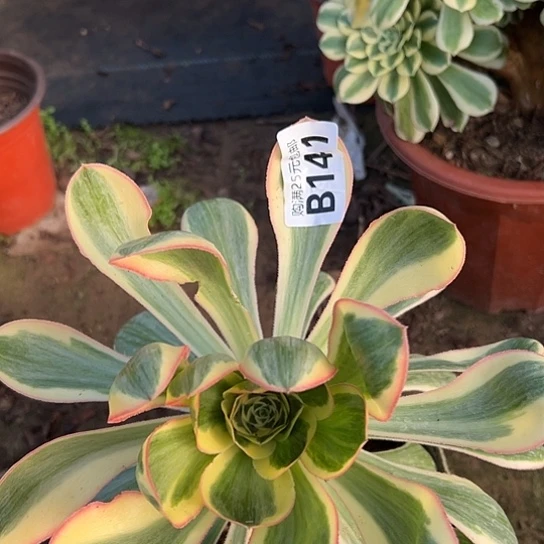 招*喵多肉植物一个