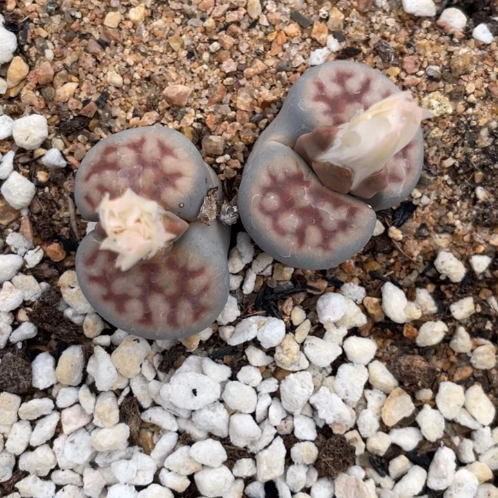 非偏远满20包邮813