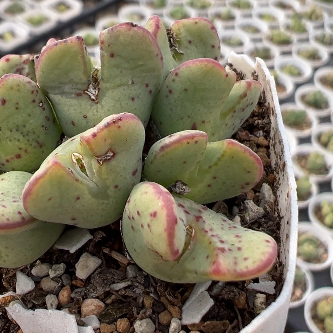 花**界112多肉植物百科知识