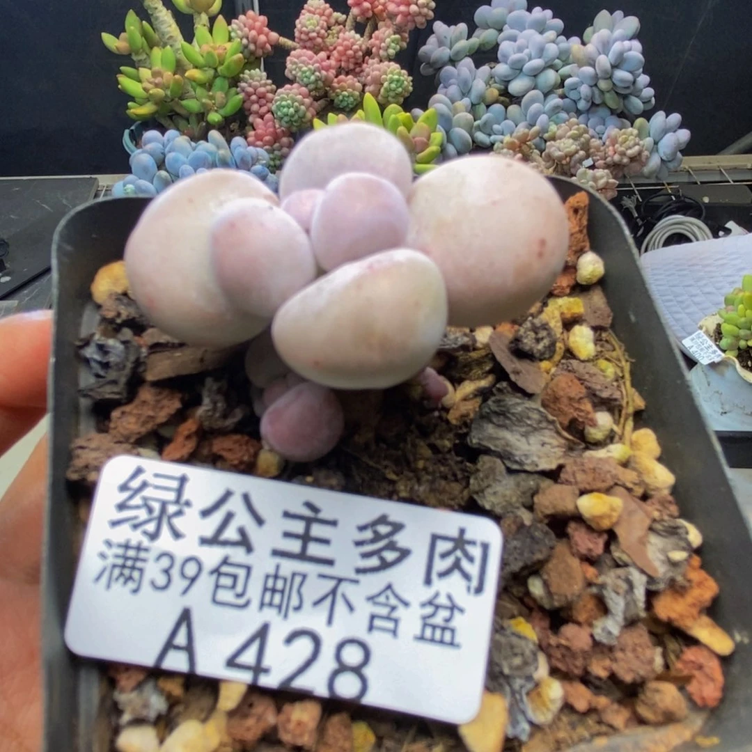 428橙奶多肉肉3c m