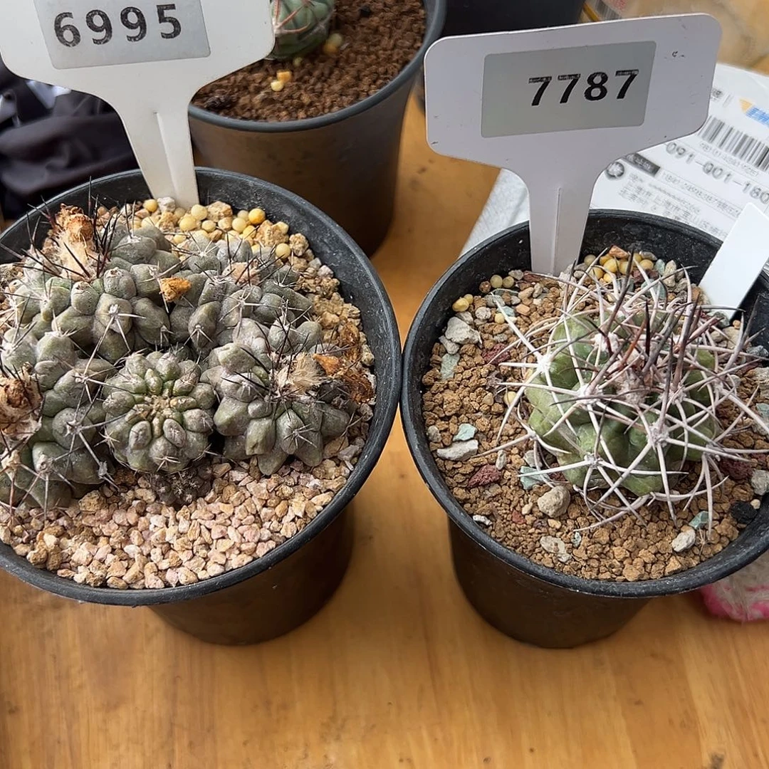 野***叔6995 和 7787 一起裸根发货