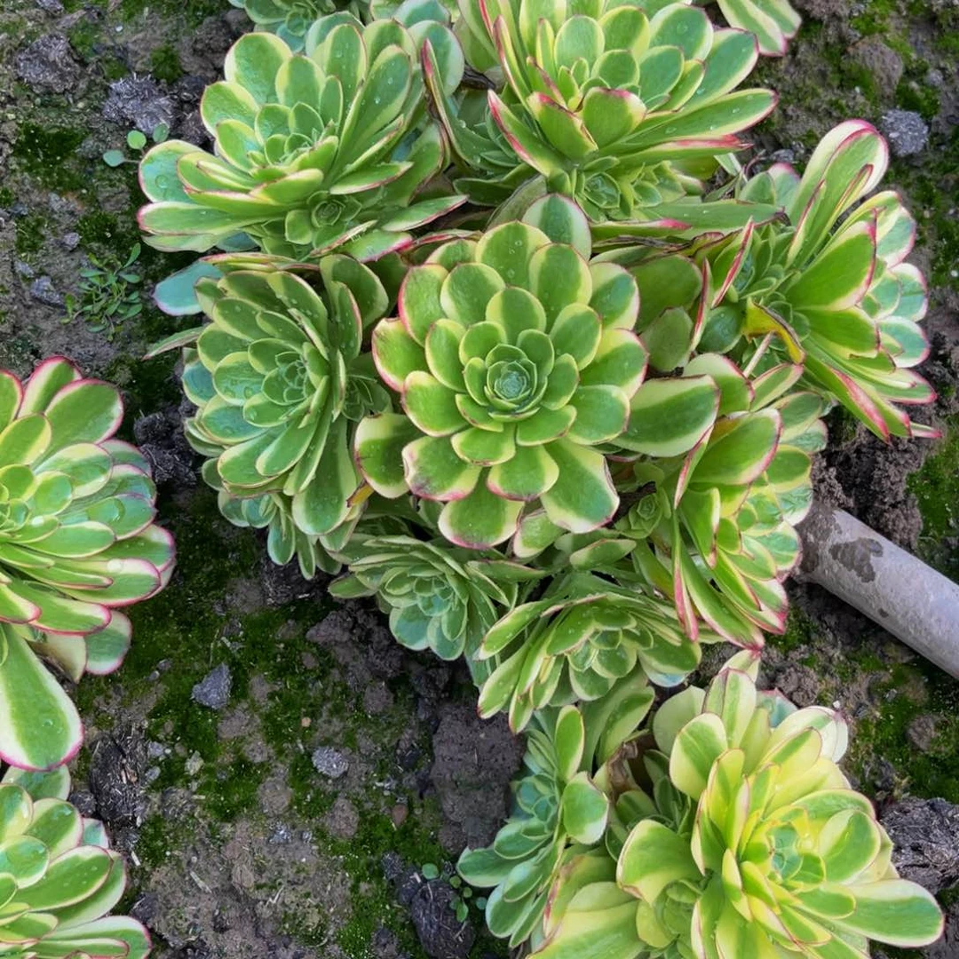 奶白多肉植物丛林地载的