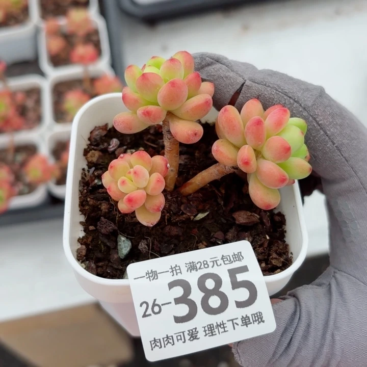 香格里拉无盆土发货无