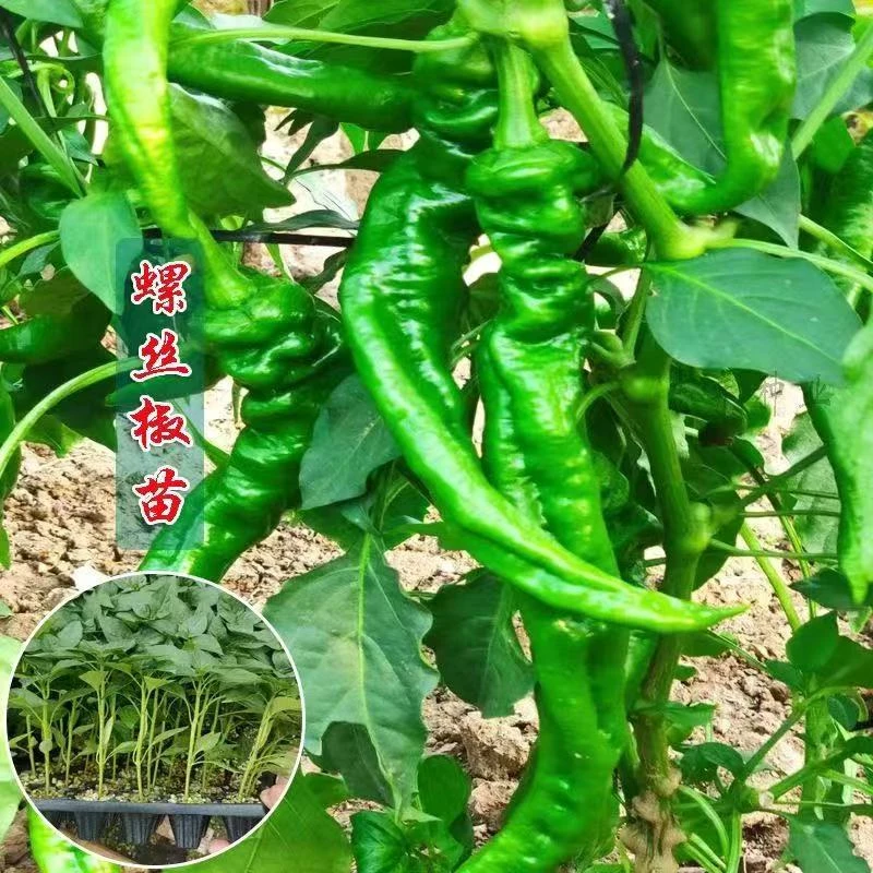 四季辣椒苗蔬菜秧苗螺丝椒朝天椒微辣特辣庭院阳台南北方种植盆栽