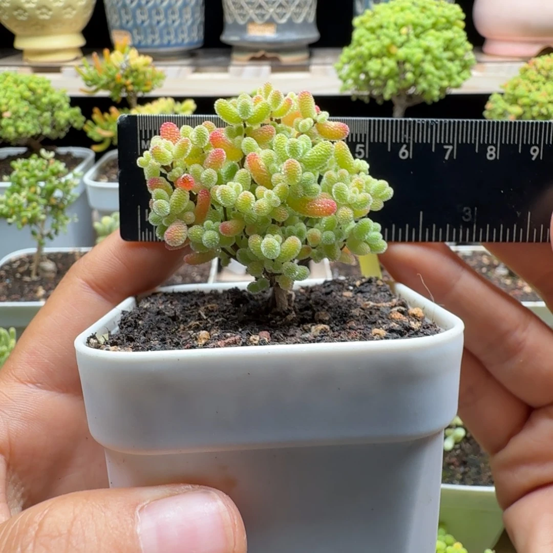 a11号橘子糖冠服5厘米左右