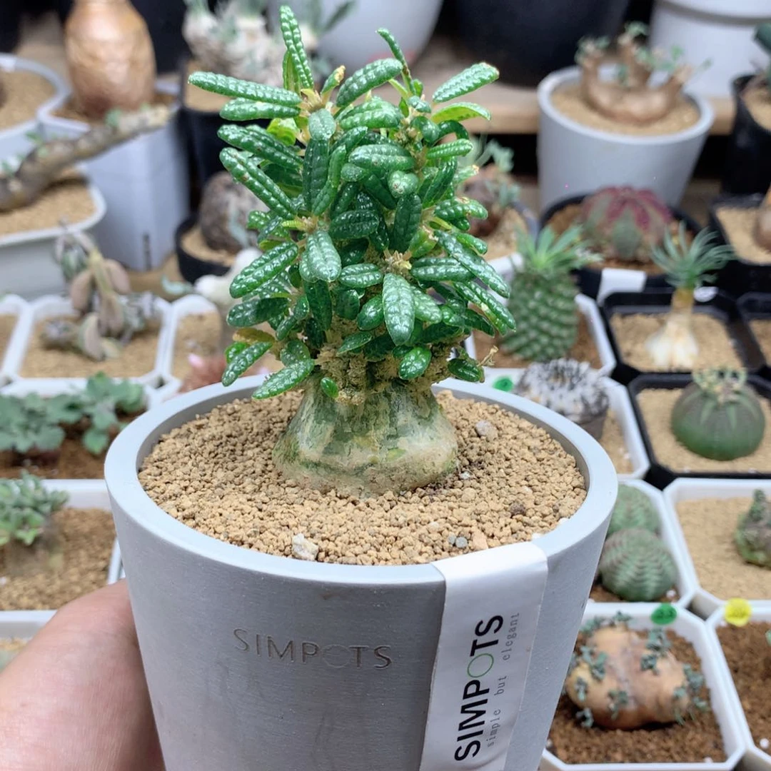 K*c泡泡叶巨琉桑带盆